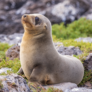 Galapagos Sea Lion Pup